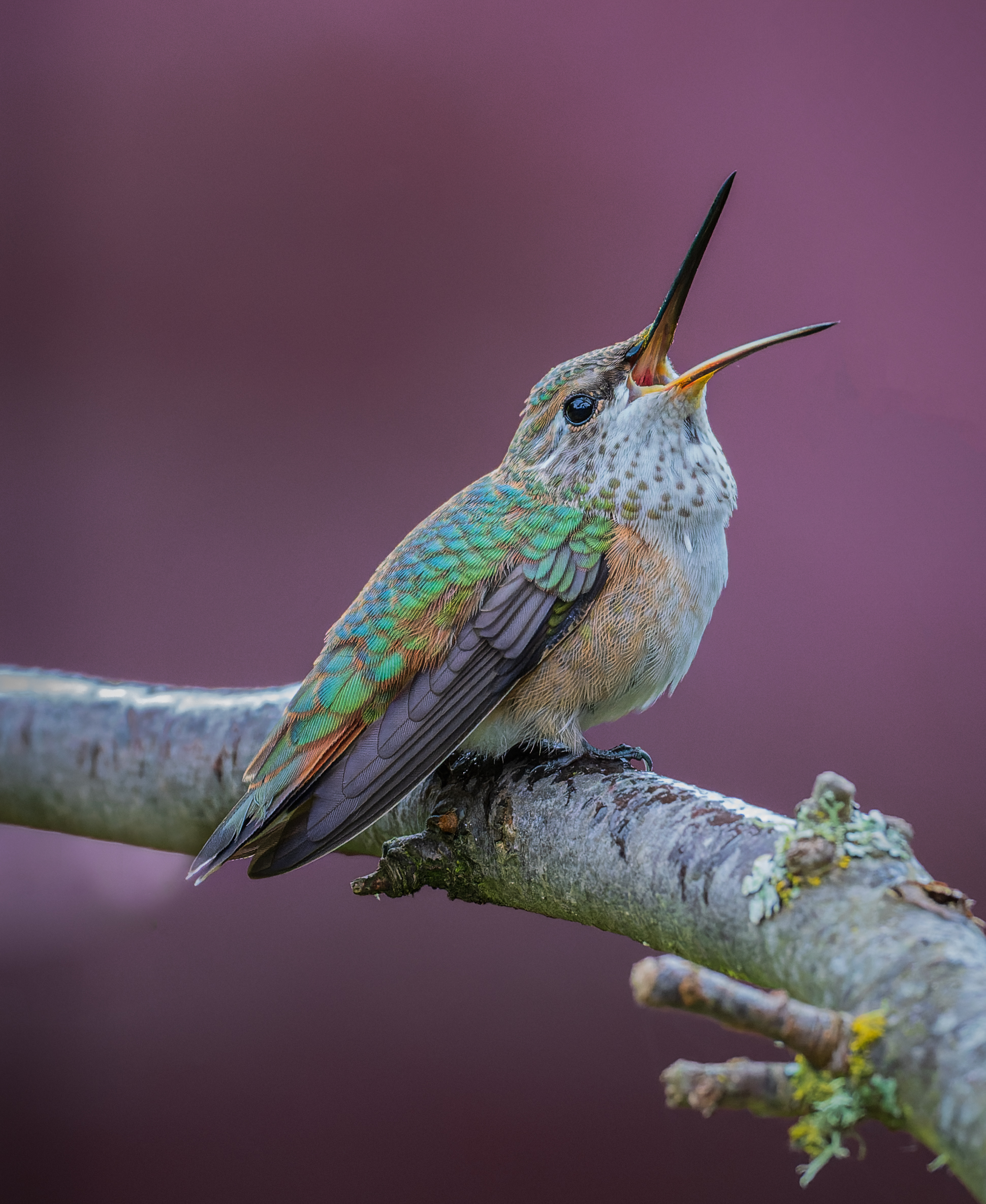 BirdSpotter Winter 2021 Photo Contest Finalists